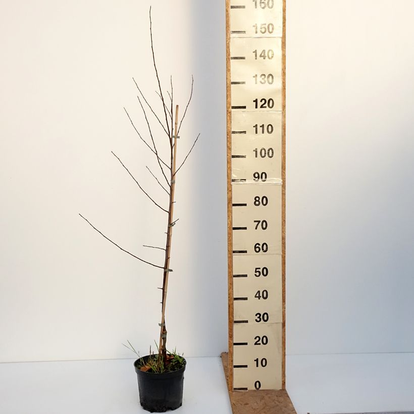 Exemplaar van Malus Hopa - Appelboom Pot van 4 l/5 l zoals geleverd in de herfst