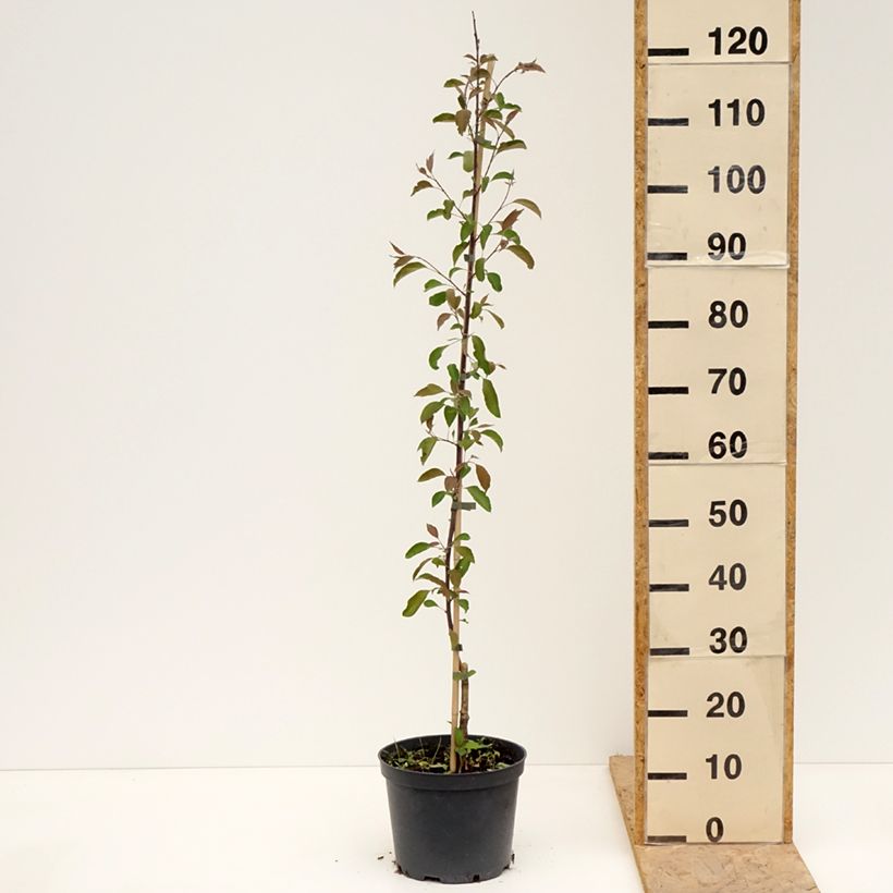 Exemplaar van Malus Hopa - Appelboom Pot van 4 l/5 l zoals geleverd in de lente