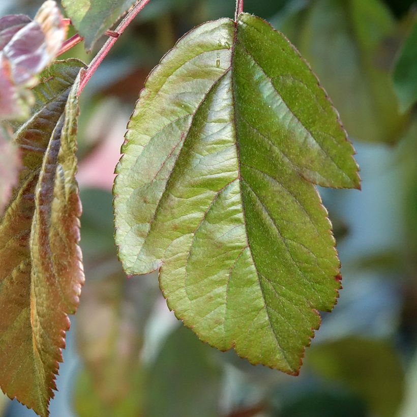 Malus Liset - Sierappel (Blad)