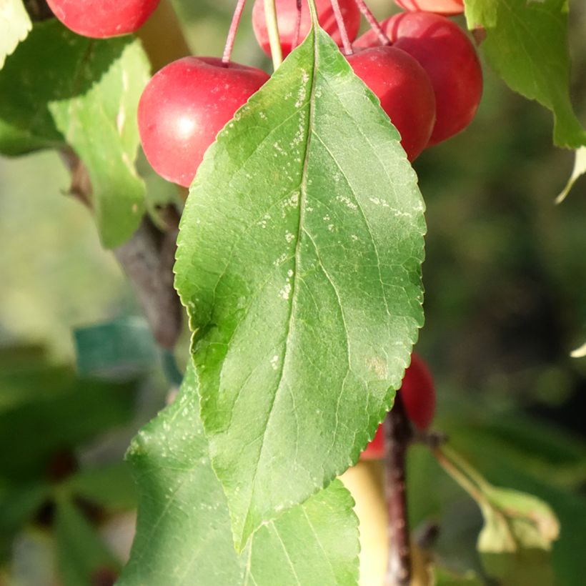 Malus purpurea Ola - Sierappel (Blad)