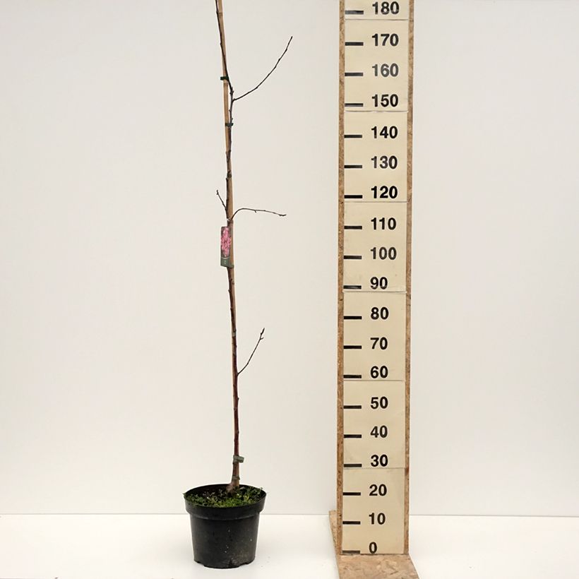 Example of Pommier d'ornement - Malus Ola Pot van 7,5 l/10 l as you get in hiver