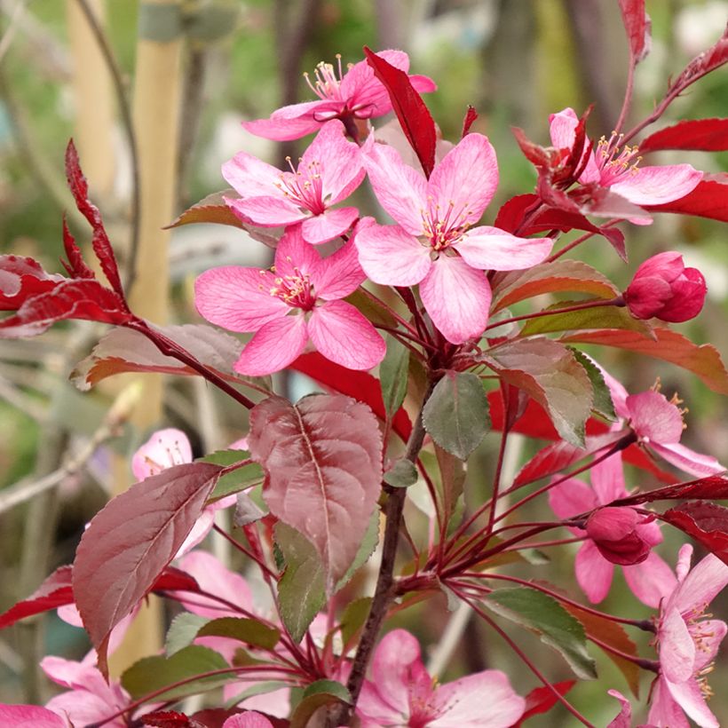 Malus Paul Hauber - Sierappel (Bloei)
