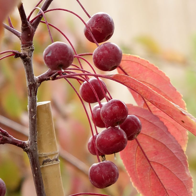 Malus Paul Hauber - Sierappel (Oogst)