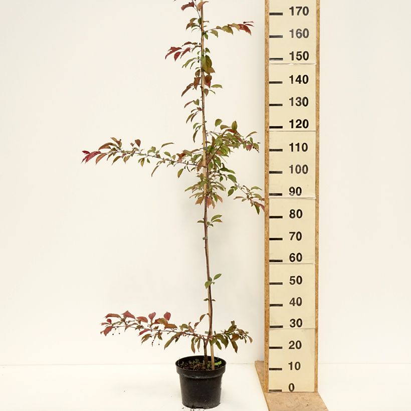 Example of Pommier d'ornement - Malus Paul Hauber Pot van 4 l/5 l as you get in printemps