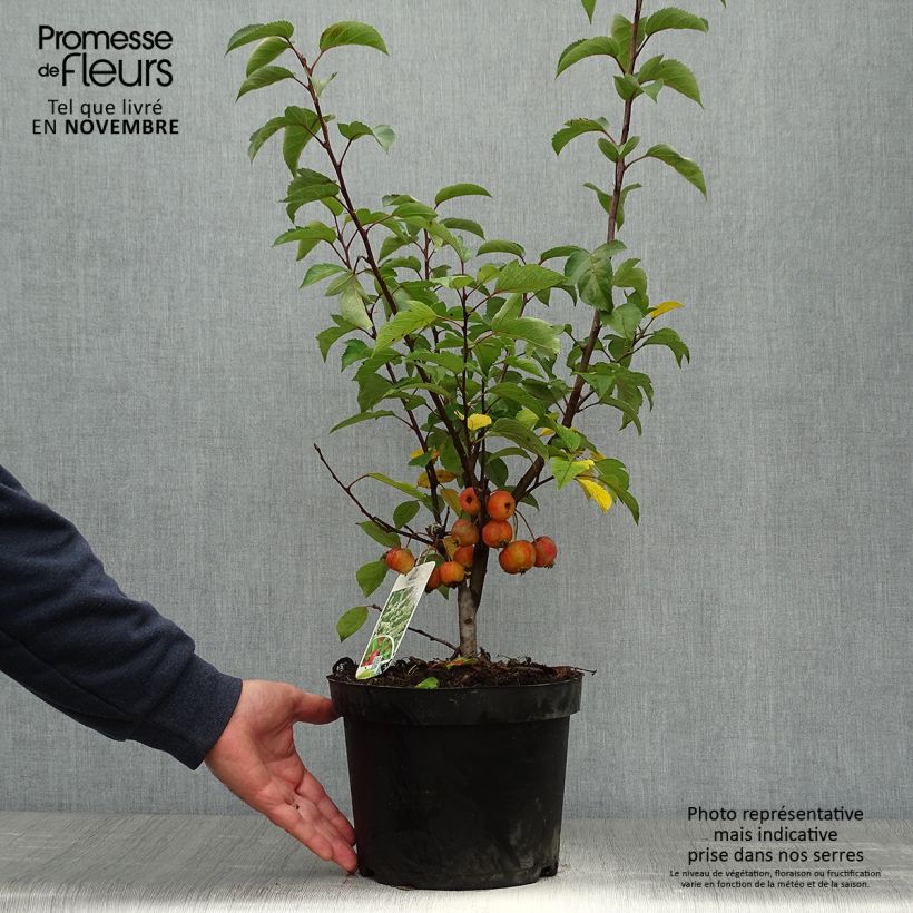 Exemplaar van Malus Evereste Perpetu - Sierappel Pot van 3 l/4 l zoals geleverd in de herfst