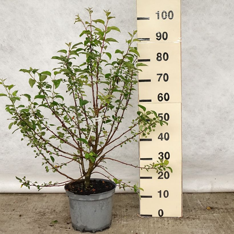 Exemplaar van Malus Evereste Perpetu - Sierappel Pot van 6 l/7 l, Struik zoals geleverd in de lente