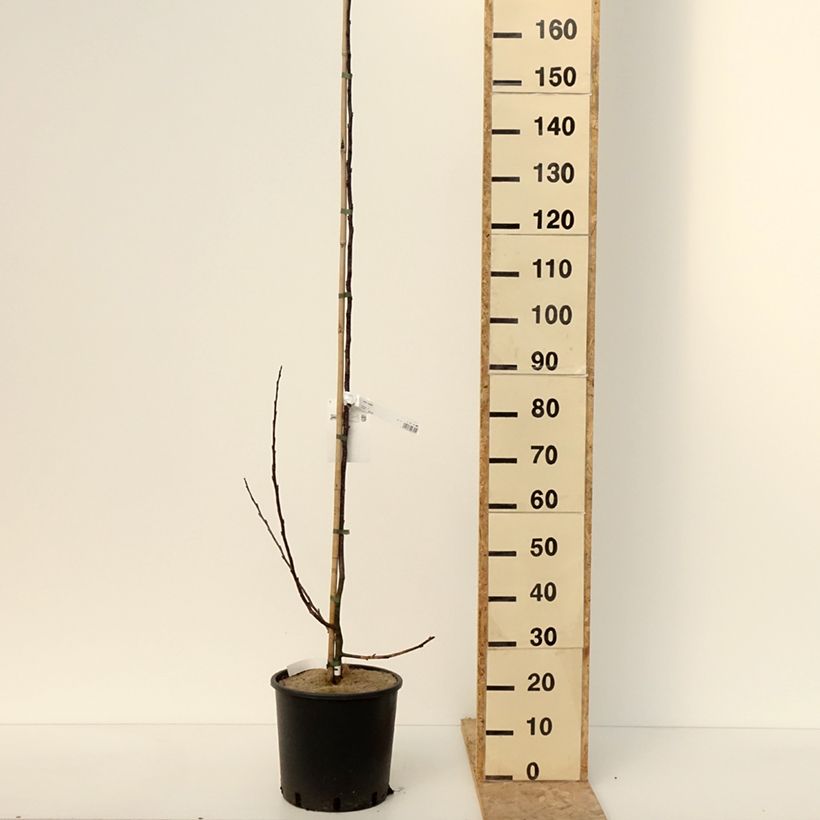 Example of Pommier d'ornement - Malus Prairiefire Pot van 12 l/15 l as you get in hiver