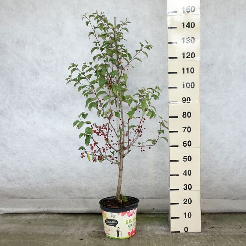 Exemplaar van Malus Red Jewel - Sierappel Pot van 7,5 l/10 l, Spil / spilvorm zoals geleverd in de zomer