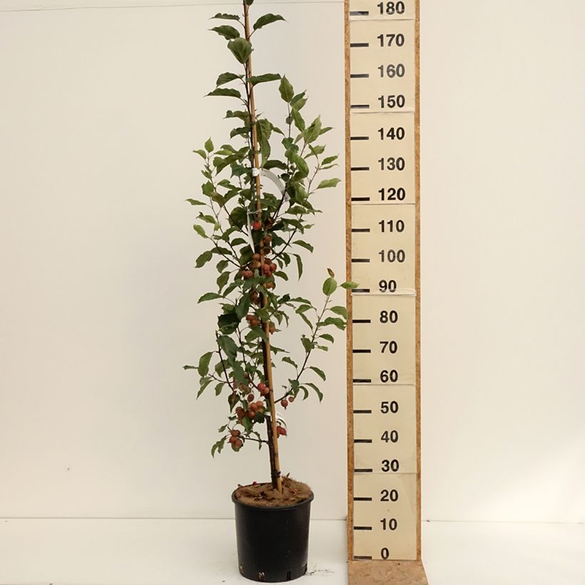 Exemplaar van Malus Red Obelisk - Sierappel Pot van 12 l/15 l zoals geleverd in de zomer