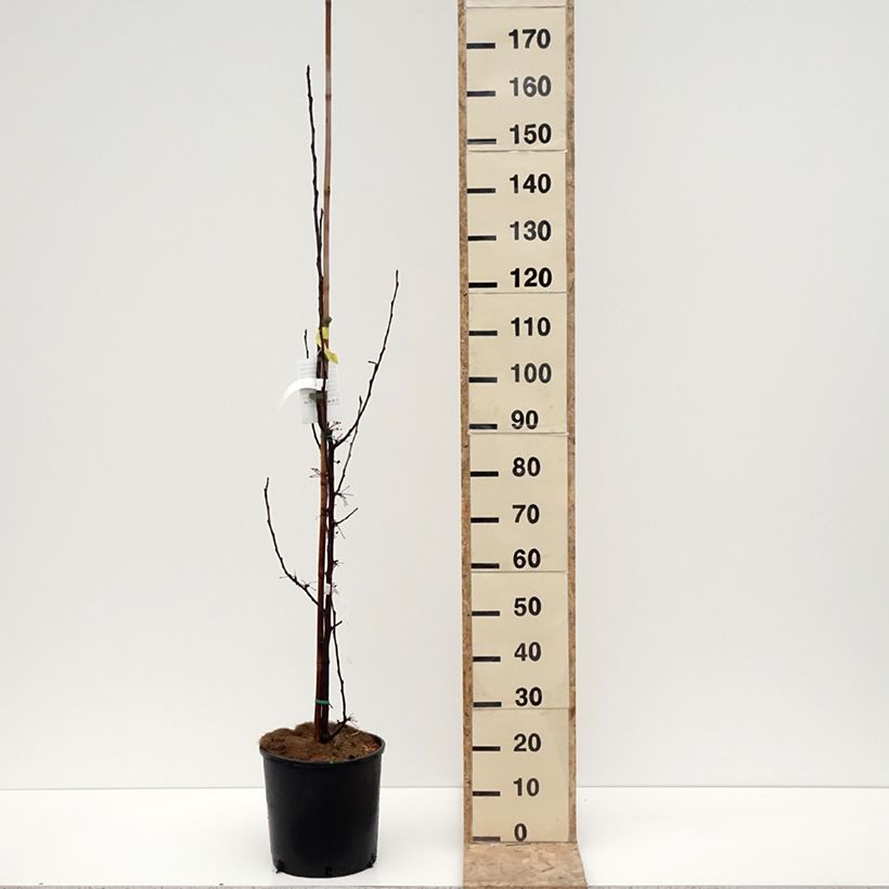 Example of Malus Red Obelisk - Sierappel Pot van 12 l/15 l as you get in hiver