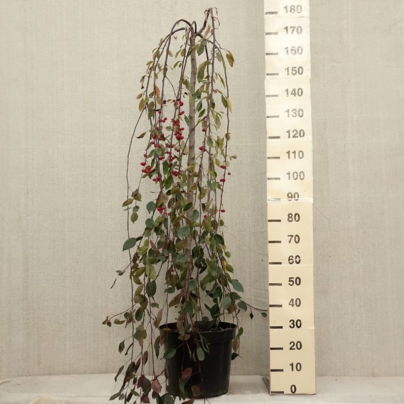 Exemplaar van Malus Royal Beauty - Sierappel Pot van 7,5 l/10 l, Stengel zoals geleverd in de herfst