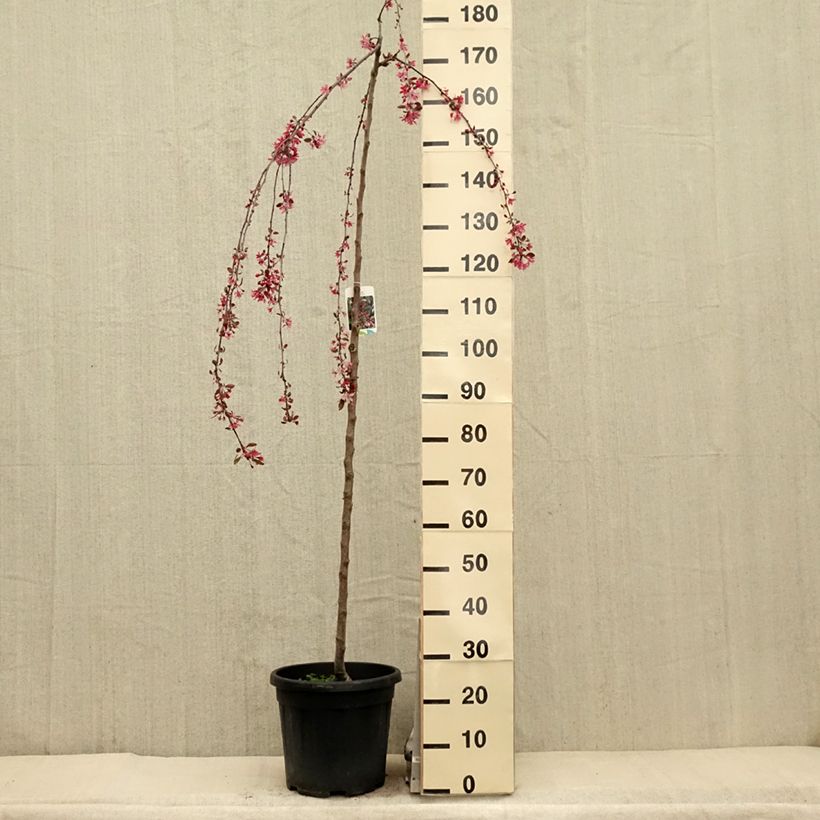 Exemplaar van Malus Royal Beauty - Sierappel Pot van 7,5 l/10 l, Stengel zoals geleverd in de lente