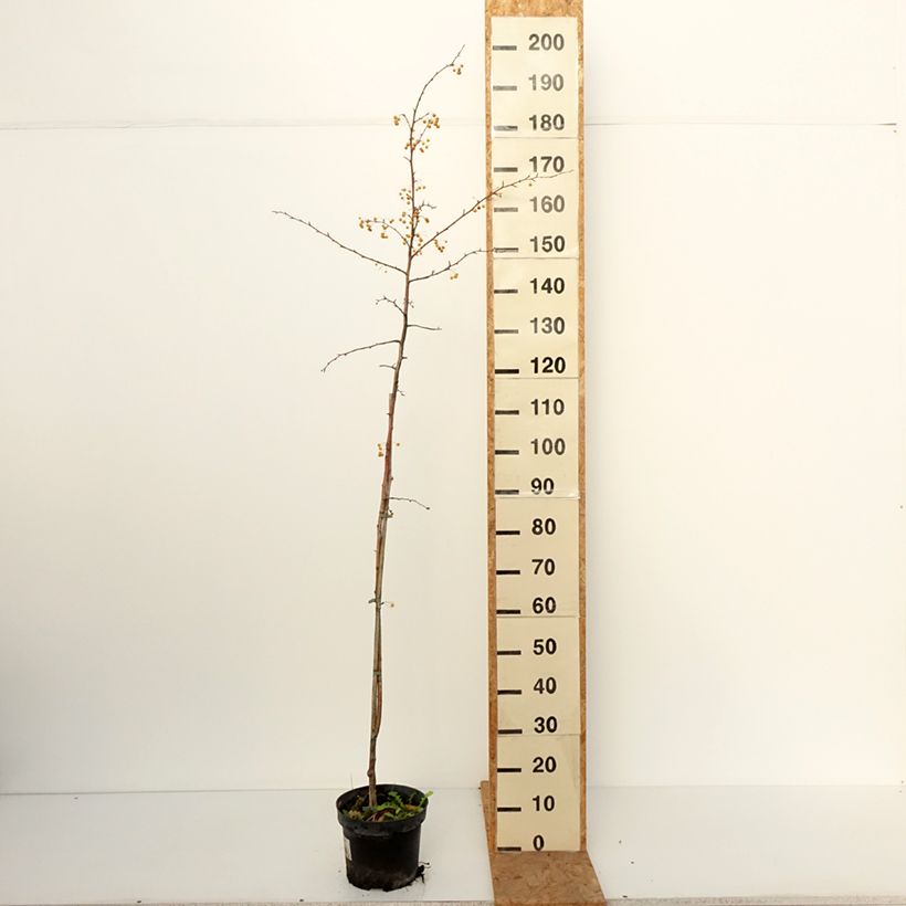 Exemplaar van Malus toringo Brouwers Beauty - Sierappel Pot van 4 l/5 l zoals geleverd in de herfst