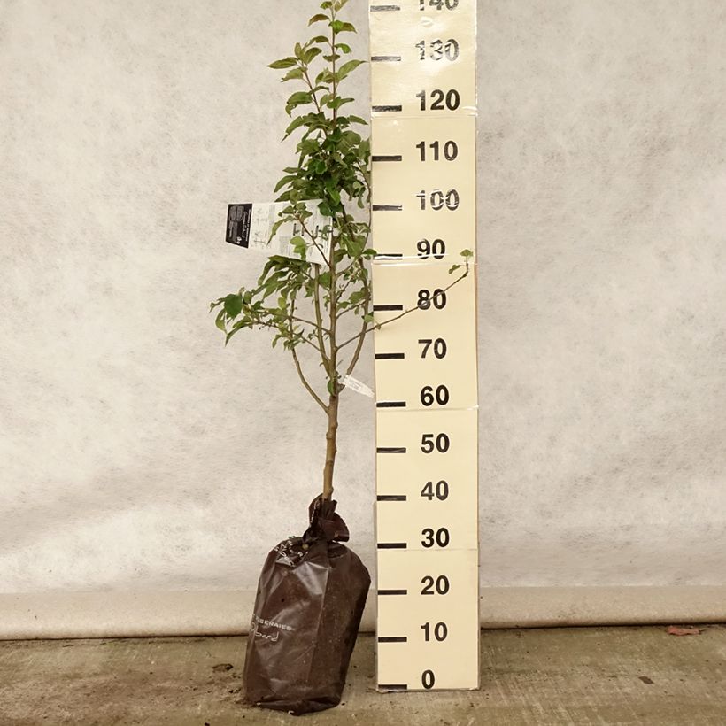 Exemplaar van Appelboom Delbard Celeste - Georges Delbard Plantklare kluit, Kelkvormig zoals geleverd in de zomer