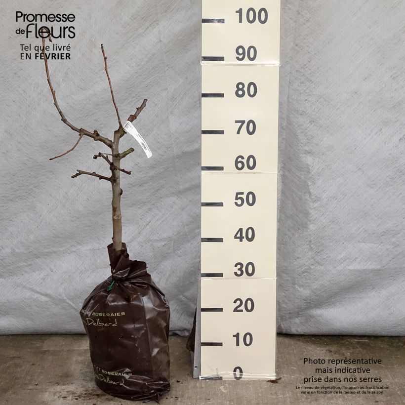 Exemplaar van Appelboom Delbard Jubilé - Georges Delbard Plantklare kluit, Kelkvormig zoals geleverd in de winter