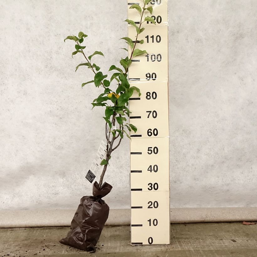 Exemplaar van Appelboom Delbarestivale - Georges Delbard Plantklare kluit, Kelkvormig zoals geleverd in de zomer