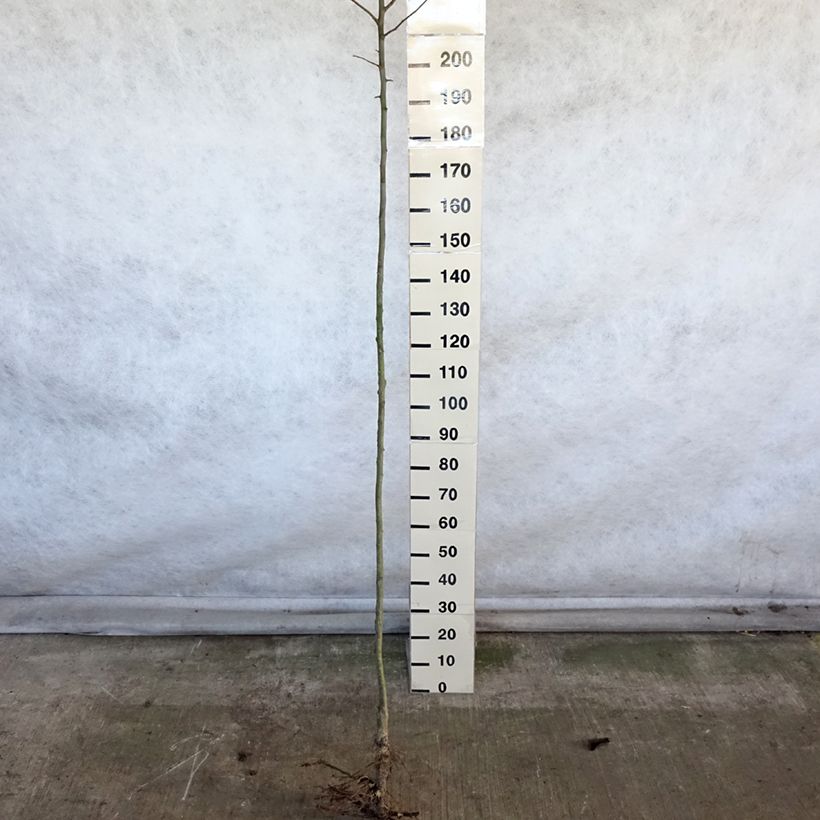 Exemplaar van Appelboom Double Belle Fleur Naakte wortel, Hoogstam zoals geleverd in de winter