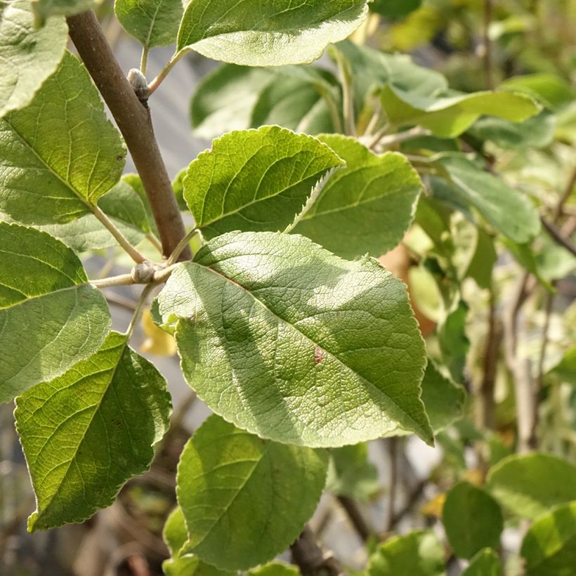 Appelboom Double Belle Fleur (Blad)