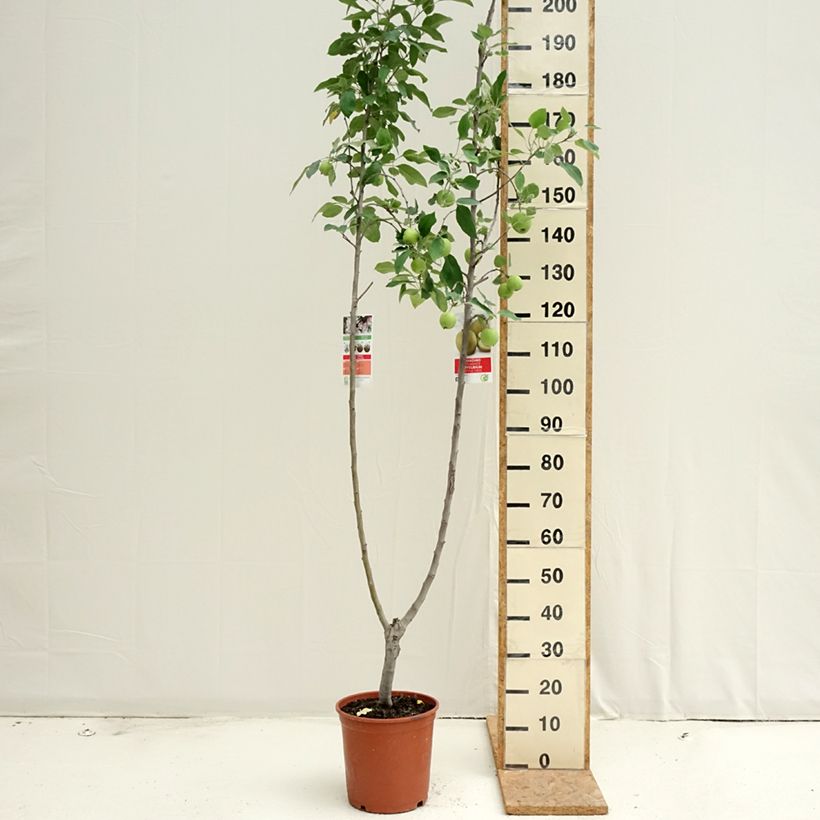 Exemplaar van Dubbelappelboom Gala + Golden Delicious Pot van 7,5 l/10 l zoals geleverd in de zomer