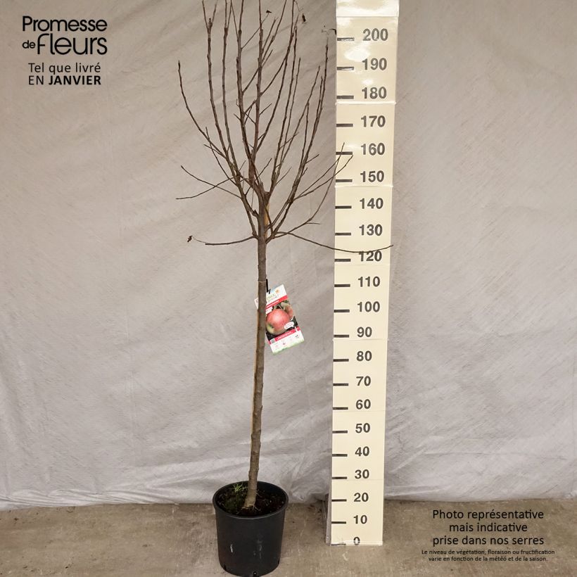 Exemplaar van Appelboom Elstar Pot van 7,5 l/10 l, Half-hoge stam zoals geleverd in de winter