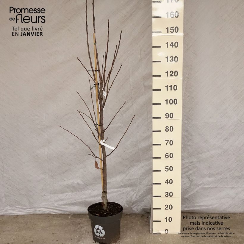 Exemplaar van Appelboom Elstar Pot van 7,5 l/10 l, Kelkvormig zoals geleverd in de winter