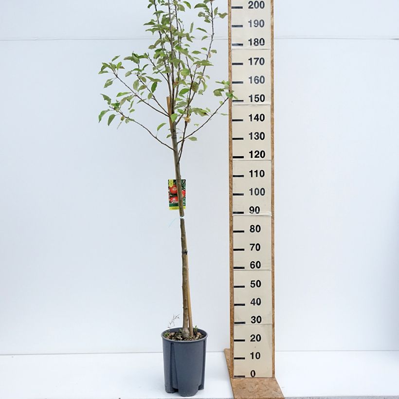 Exemplaar van Appelboom Elstar Pot van 7,5 l/10 l, Half-hoge stam zoals geleverd in de zomer