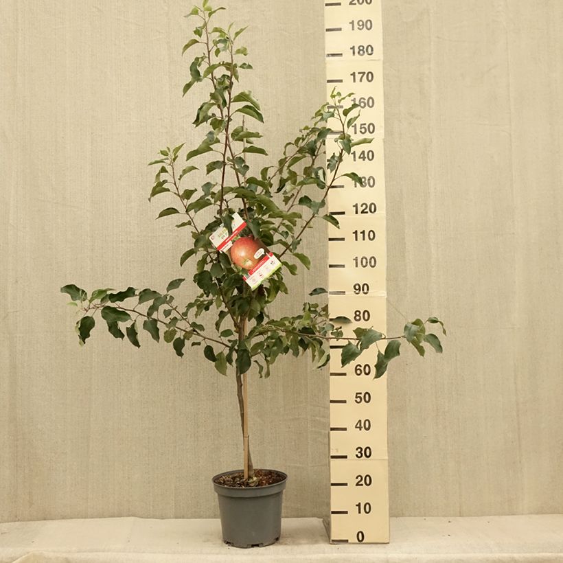 Exemplaar van Appelboom Fuji Pot van 7,5 l/10 l, Kelkvormig zoals geleverd in de zomer