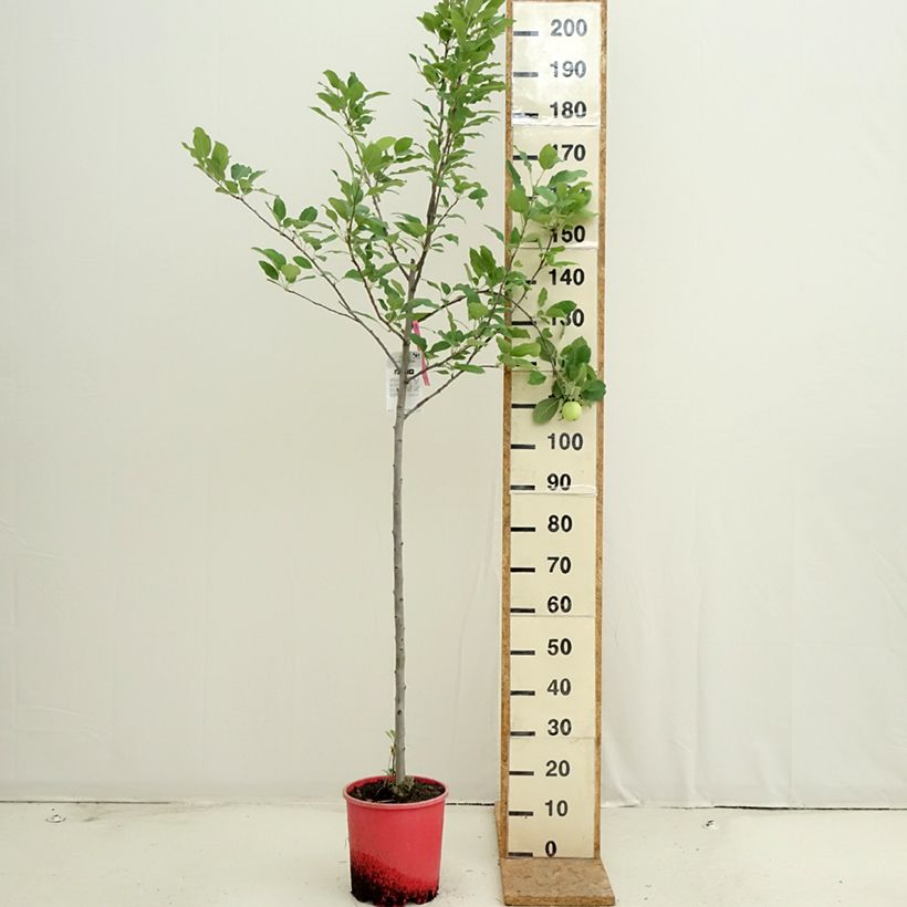 Exemplaar van Appelboom Fuji Pot van 7,5 l/10 l, Half-hoge stam zoals geleverd in de zomer