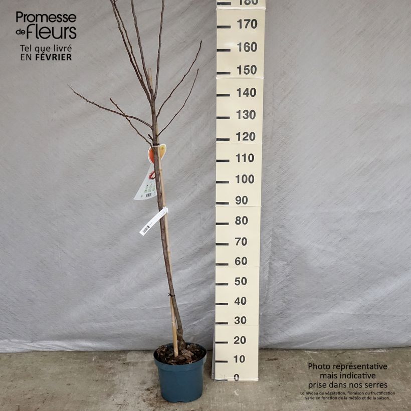 Exemplaar van Appelboom Gala Pot van 7,5 l/10 l, Half-hoge stam zoals geleverd in de winter