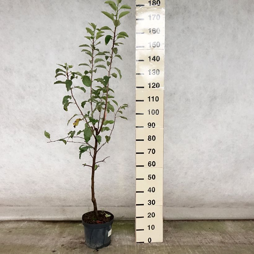 Exemplaar van Appelboom Gala Pot van 7,5 l/10 l, Kelkvormig zoals geleverd in de zomer