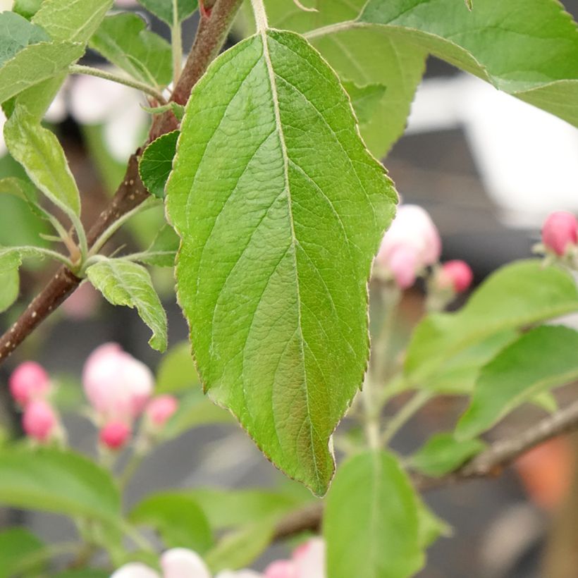 Appelboom Gala (Blad)