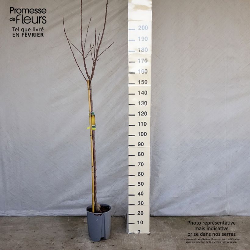 Exemplaar van Appelboom Golden Delicious Pot van 7,5 l/10 l, Half-hoge stam zoals geleverd in de winter