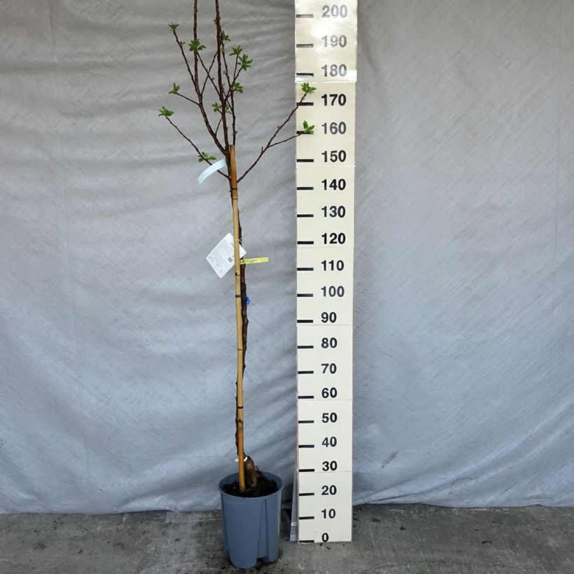 Exemplaar van Appelboom Golden Delicious Pot van 7,5 l/10 l, Half-hoge stam zoals geleverd in de lente