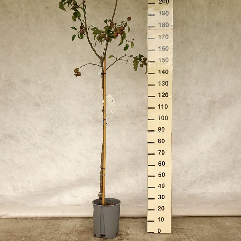 Exemplaar van Appelboom Golden Delicious Pot van 7,5 l/10 l, Kelkvormig zoals geleverd in de zomer