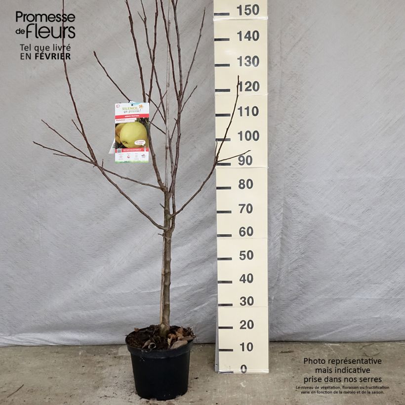 Exemplaar van Appelboom Golden Delicious Pot van 7,5 l/10 l, Kelkvormig zoals geleverd in de winter