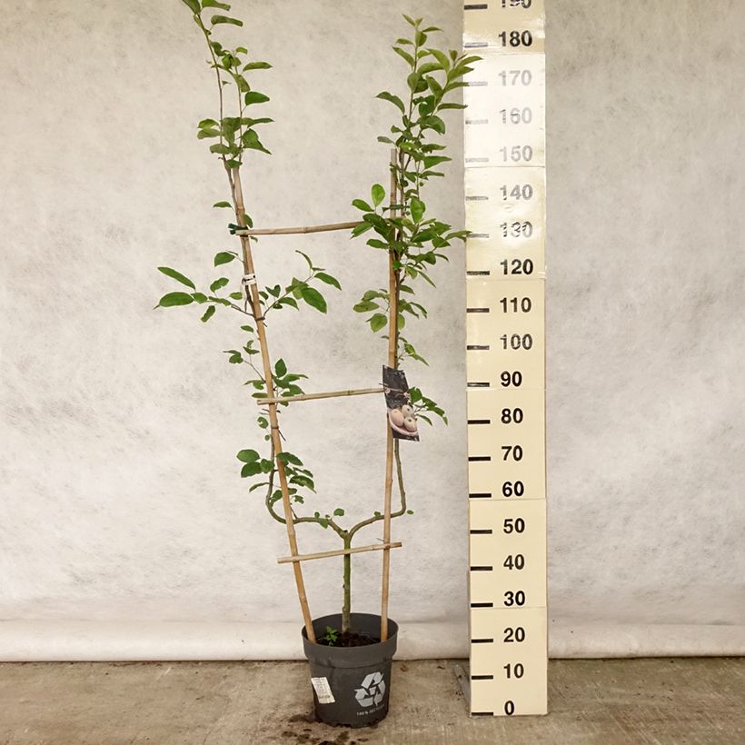 Exemplaar van Appelboom Golden Delicious Pot van 7,5 l/10 l, Enkel U-palmet zoals geleverd in de zomer