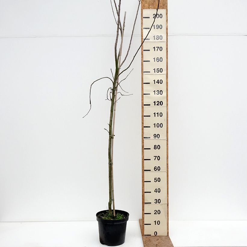 Exemplaar van Pommier Golden Noble Pot van 7,5 l/10 l, Kelkvormig zoals geleverd in de winter