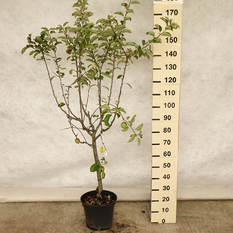 Exemplaar van Appelboom Grand Alexandre Pot van 7,5 l/10 l, Kelkvormig zoals geleverd in de zomer