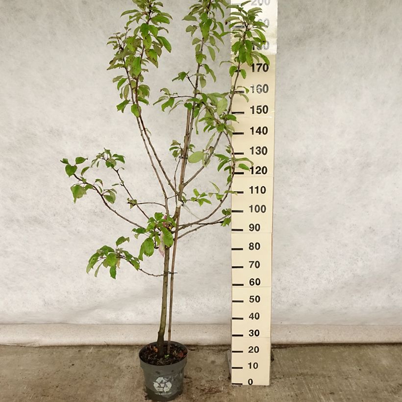 Exemplaar van Appelboom Gravenstein Pot van 7,5 l/10 l, Kelkvormig zoals geleverd in de zomer