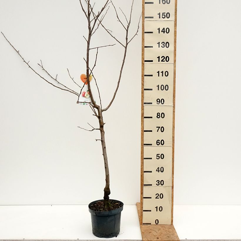 Exemplaar van Appelboom Gravenstein Pot van 7,5 l/10 l, Kelkvormig zoals geleverd in de herfst