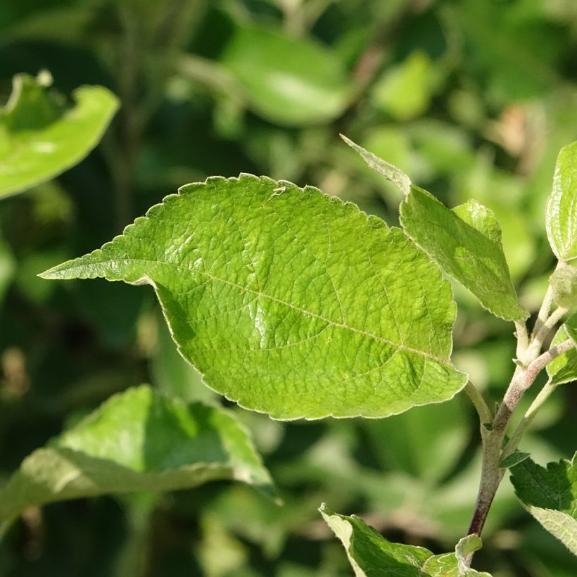 Appelboom Harmonie  - Georges Delbard (Blad)