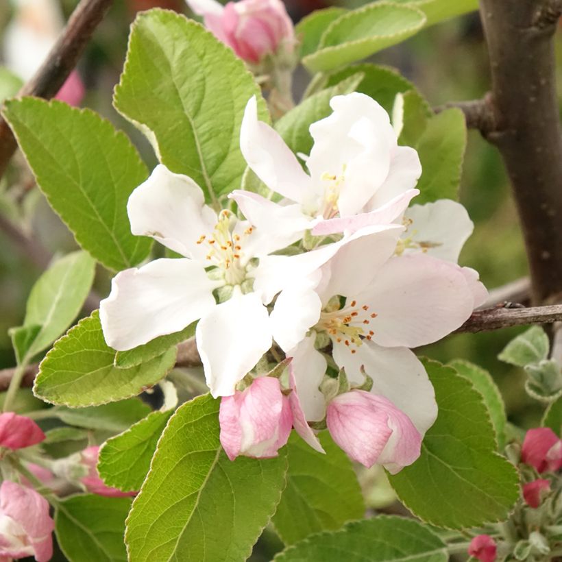 Appelboom Ingrid Marie (Bloei)