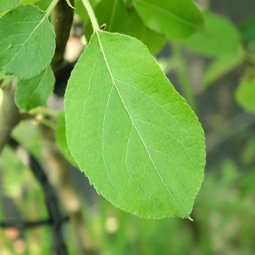 Appelboom Jacques Lebel (Blad)