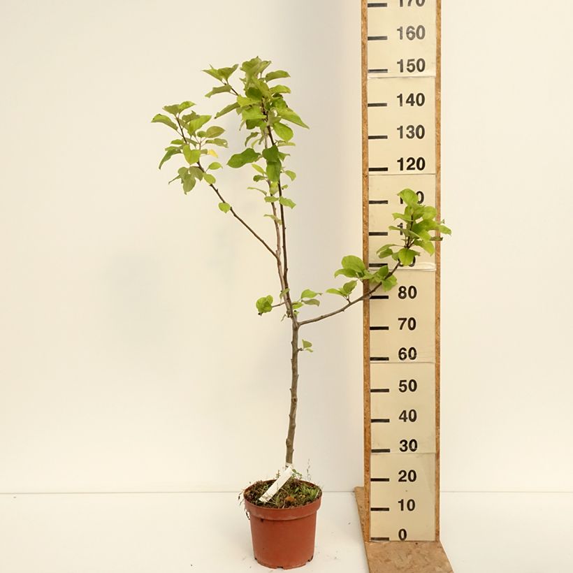 Exemplaar van Appelboom Jacques Lebel Pot van 7,5 l/10 l, Kelkvormig zoals geleverd in de zomer