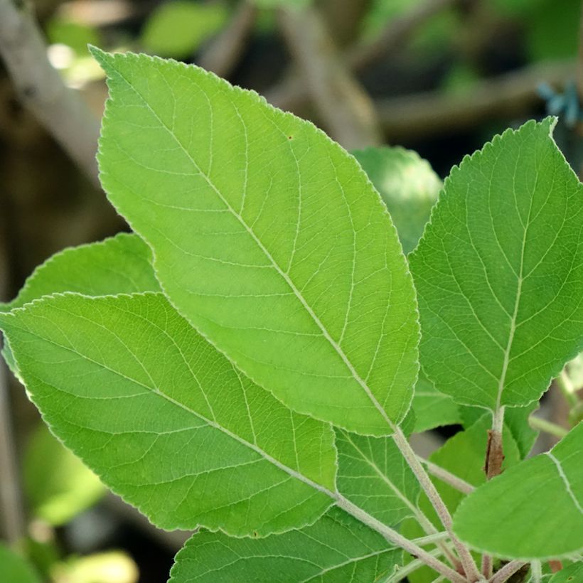 Appelboom James Grieve (Blad)