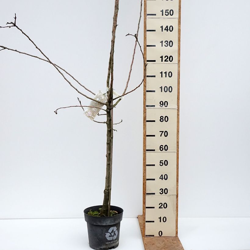Exemplaar van Appelboom James Grieve Pot van 7,5 l/10 l, Kelkvormig zoals geleverd in de herfst