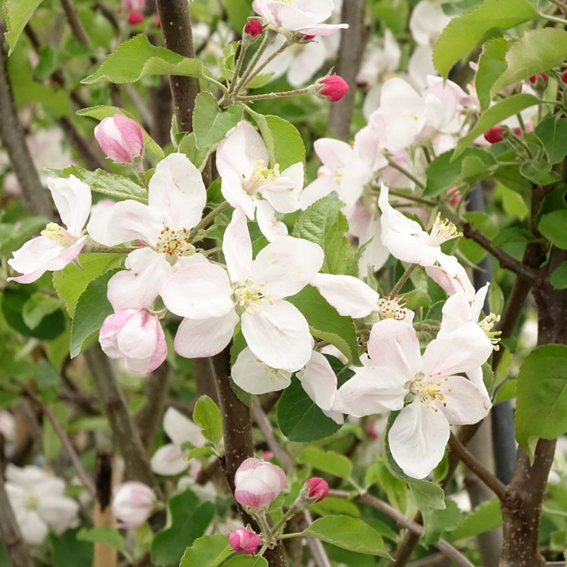 Appelboom Jonagold (Bloei)