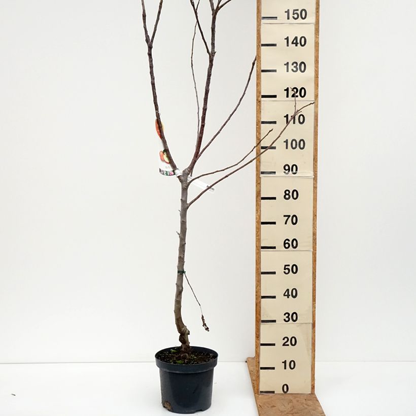 Exemplaar van Appelboom Jonagold Pot van 7,5 l/10 l, Kelkvormig zoals geleverd in de herfst