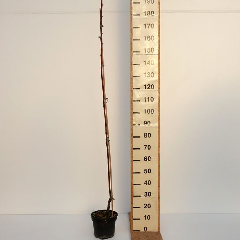 Exemplaar van Appelboom Kantówka Gdańska Pot van 4 l/5 l, Onderstam zoals geleverd in de herfst