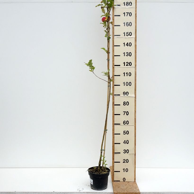 Exemplaar van Appelboom Kantówka Gdańska Pot van 4 l/5 l, Onderstam zoals geleverd in de zomer